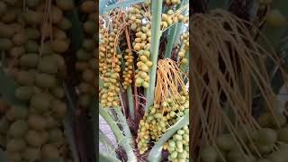 Sukkari khejor Top date variety of Saudi Arabia [upl. by Acirrej60]