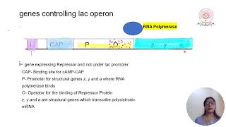 Transcriptional regulation in E coli Lac operon by Prof Sujata Mahapatra [upl. by Neirda]