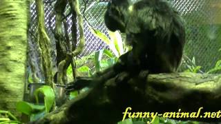 Monkey Goeldis Marmoset  Vancouver Aquarium 跳猴 [upl. by Luciano658]