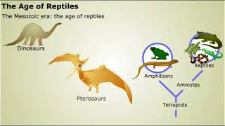 Tetrapoda [upl. by Anialeh540]