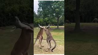 Kangaru fighting shortvideo [upl. by Spain]