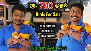 ரூ700 முதல் Birds For Sale  Sun ConureCockatiel African Love Birds  Vino Vlogs [upl. by Ajay]