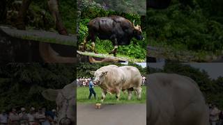 🇮🇳 Indian Buffalo vs African Buffalo 🤯🤔 By info fact News [upl. by Alol344]