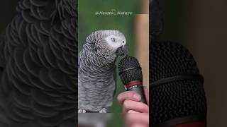 How can parrots talk [upl. by Adnohsirk]