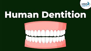 Human Dentition  Teeth  Dont Memorise [upl. by Munson]