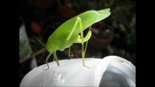 KatydidYouTube egg Laying  nope katydid takes a  Nature Calls in New Jersey [upl. by Ynobe]