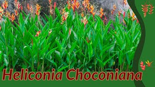 HELICONIA CHOCONIANA Information and Growing Tips Heliconia psittacorum [upl. by Yelreveb]