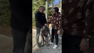 Binlerce Euro Teklif Edilen Devasa Köpek 😰😨😨 köpek shorts anadoluçobanköpeği kangal [upl. by Macdonald389]