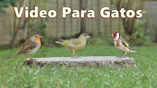 Videos Para Gatos  Hermoso pajaros para gatos [upl. by Nalyac]