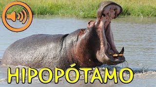 Sonido del Hipopótamo  Hippopotamus amphibius [upl. by Calesta]