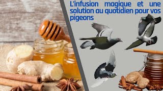 L’infusion magique et une solution au quotidien pour vos pigeons [upl. by Anaeco]