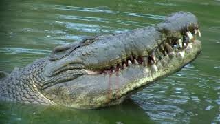 Koorana Crocodile Farm Rockhampton by Grasshopper Travel [upl. by Harragan]