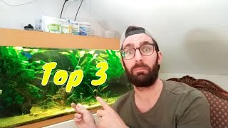 Top 3 GARNALEN in het GEZELSCHAPSAQUARIUM [upl. by Naylor]