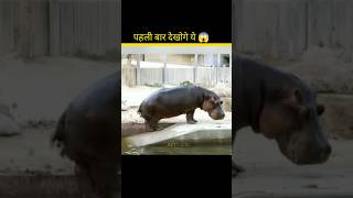 Why Hippo Spray Poop 💩 shorts ytshorts facts amazingfacts [upl. by Garaway]