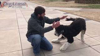 1 Year Old Bernedoodle  Best Bernedoodle Training Oklahoma  Board and Train [upl. by Codie]