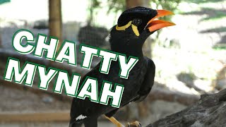 Mynah bird singing and talking talking calls itself Sings a bit of a folk song myna [upl. by Sup]