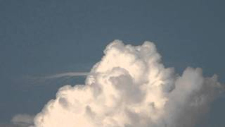 pileus timelapse [upl. by Lednyc]