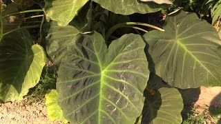 How to Grow Elephant Ears Colocasia [upl. by Hanway]