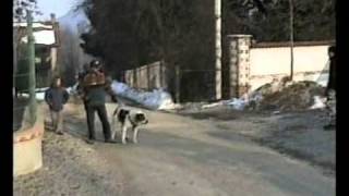 CANI DA GUARDIA  BURKA de quotIl Turkmenoquot  Cane da guardia e protezione familiare [upl. by Ahtael429]