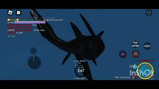 New cuviers beaked whale  Oceanic testing 2  Roblox [upl. by Blanchette251]