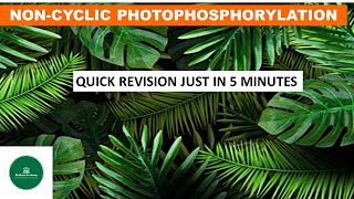 NONCYCLIC PHOTOPHOSPHORYLATION NEET PHOTOSYNTHESIS LIGHT REACTION ZSCHEME QUICK REVISION [upl. by Oicul]