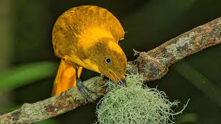 Nature sounds with the Bowerbirds [upl. by Clotilde]