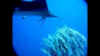 Sailfish attacking a school of sardines  slow motion [upl. by Dosia]