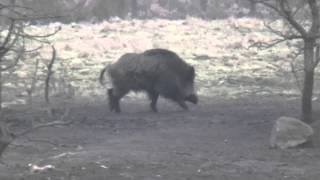 Wild boar hunting in Belarus [upl. by Bernarr703]