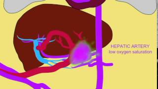 FETAL CIRCULATION 1 UMBILICAL VEIN AND LIVER [upl. by Tibbs28]