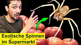 Giftige Spinnen aus dem Supermarkt  So gefährlich sind sie [upl. by Plossl60]