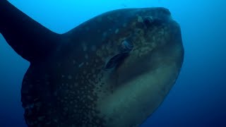 Rare Footage of Ocean Sunfish Getting Cleaned  BBC Earth [upl. by Arabelle907]