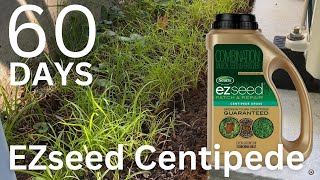 60 Days  Scotts EZseed Centipede Patch and Repair Grass Seed [upl. by Colner]