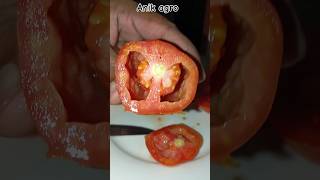 fruits nature tomato vagetable cutting treecutting shots tranding treework tomato [upl. by Elga]