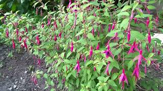 Hardy Fuchsia in Southern Ontario Canada [upl. by Petrine]