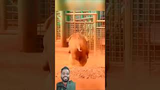 Meri bol le li comedy gauravkapoorvlogs funny gauravzone [upl. by Faro]