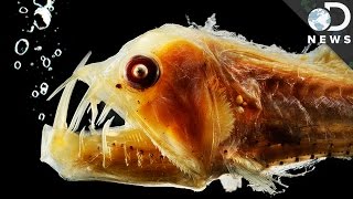 Why Does Deep Sea Life Look So Strange [upl. by Aneled]