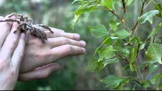 handling of defensive Heteroscodra maculata [upl. by Annabel]