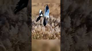 This time Magpie attacks Black Shouldered Kite birds nature viralshort wildlife nest hunting [upl. by Ameekahs]