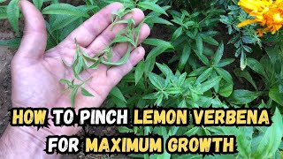 How to Pinch Lemon Verbena for Maximum Growth 🌱lemonverbena gardening gardeningtips gardentips [upl. by Eben]