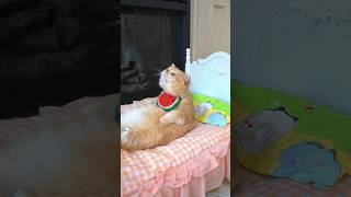 Cat exercise PK exlittlebeans funnycats funnyvideo [upl. by Dotty]