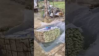 Rinsing romaine lettuce for freshness process [upl. by Shepp859]