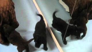 Day 35 Flat Coated Retriever Puppies [upl. by Curhan]