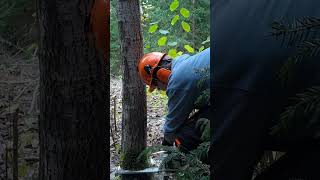 A nother one falls logging stihl nature chainsaw forestry wood pulpwood aspen [upl. by Bryant]