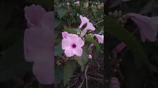 Ipomoea carneanatureconvolvulaceaebiologyvlog beautiful pollination pollinatorvillagelife [upl. by Ademordna111]