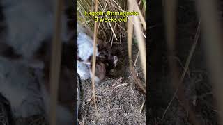 Lagotto Romagnolo Puppy loves digging holes lagottoromagnolo puppy digging [upl. by Levenson]