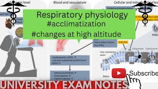 Acclimatization physiologymedicoscontent3135 [upl. by Vtehsta943]