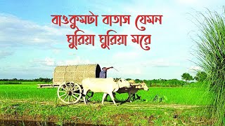 বাওকুন্ঠা বাতাস যেমন ঘুরিয়া ঘুরিয়া মরে  Baokumta batash  ভাওয়াইয়া গান  Vaoyaiya gan Rangpur [upl. by Tegirb825]