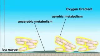 How Biofilms form [upl. by Hsirahc503]