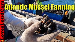 Atlantic Mussel Farming [upl. by Elletse916]