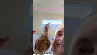 Pink my Mille Fluer O’duccle Bantam eats meatloaf chicken [upl. by Neit]